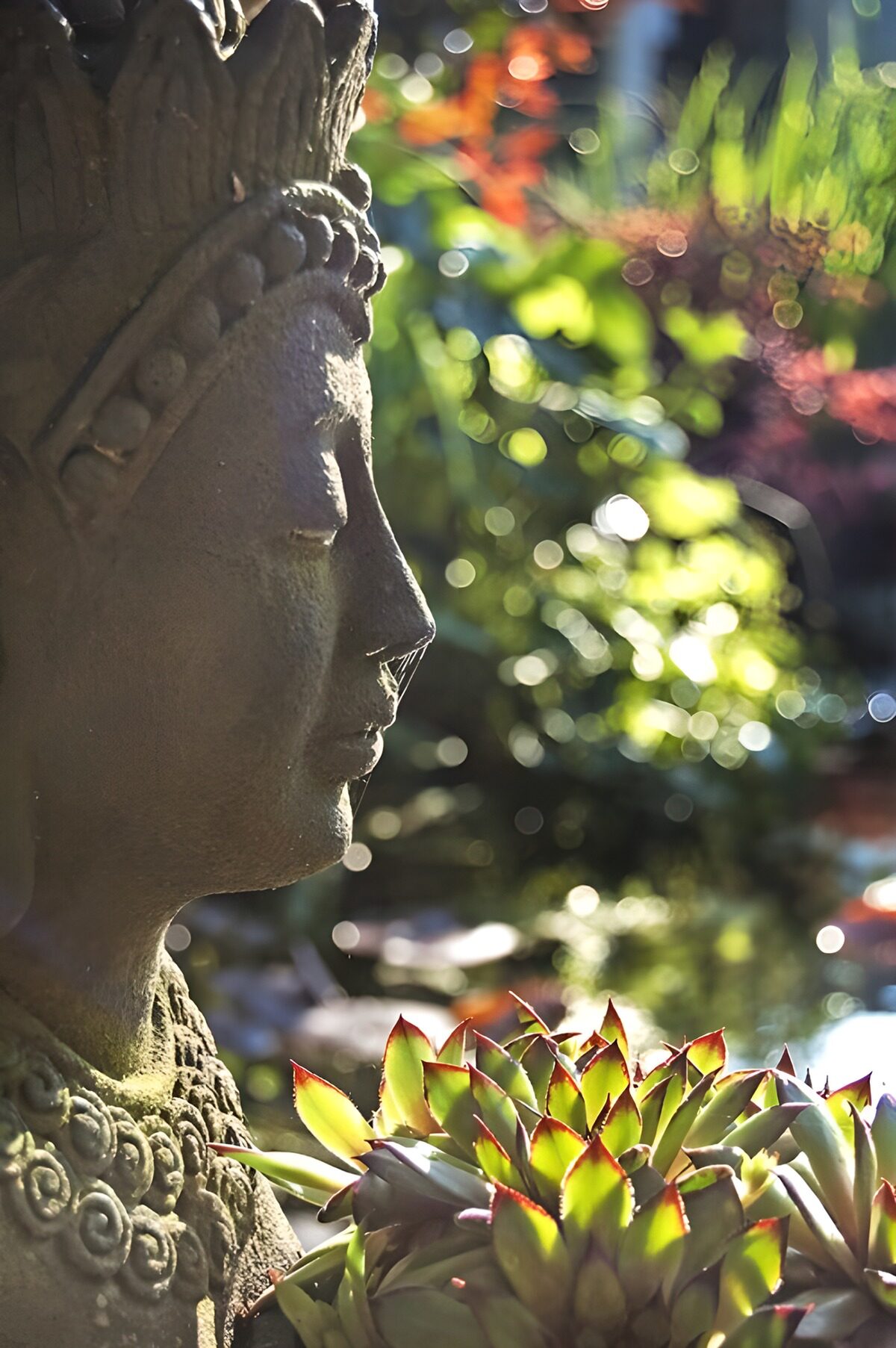 Buddha im Profil, Sukkulenten im Licht