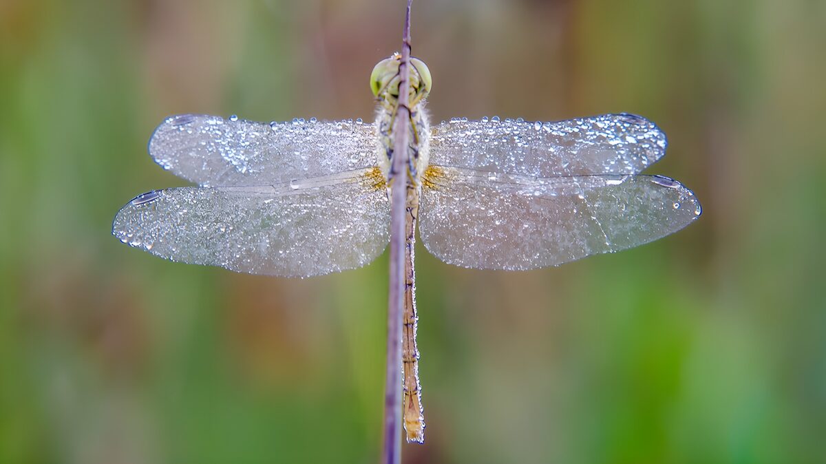 Libelle mit glitzernden Tautropfen