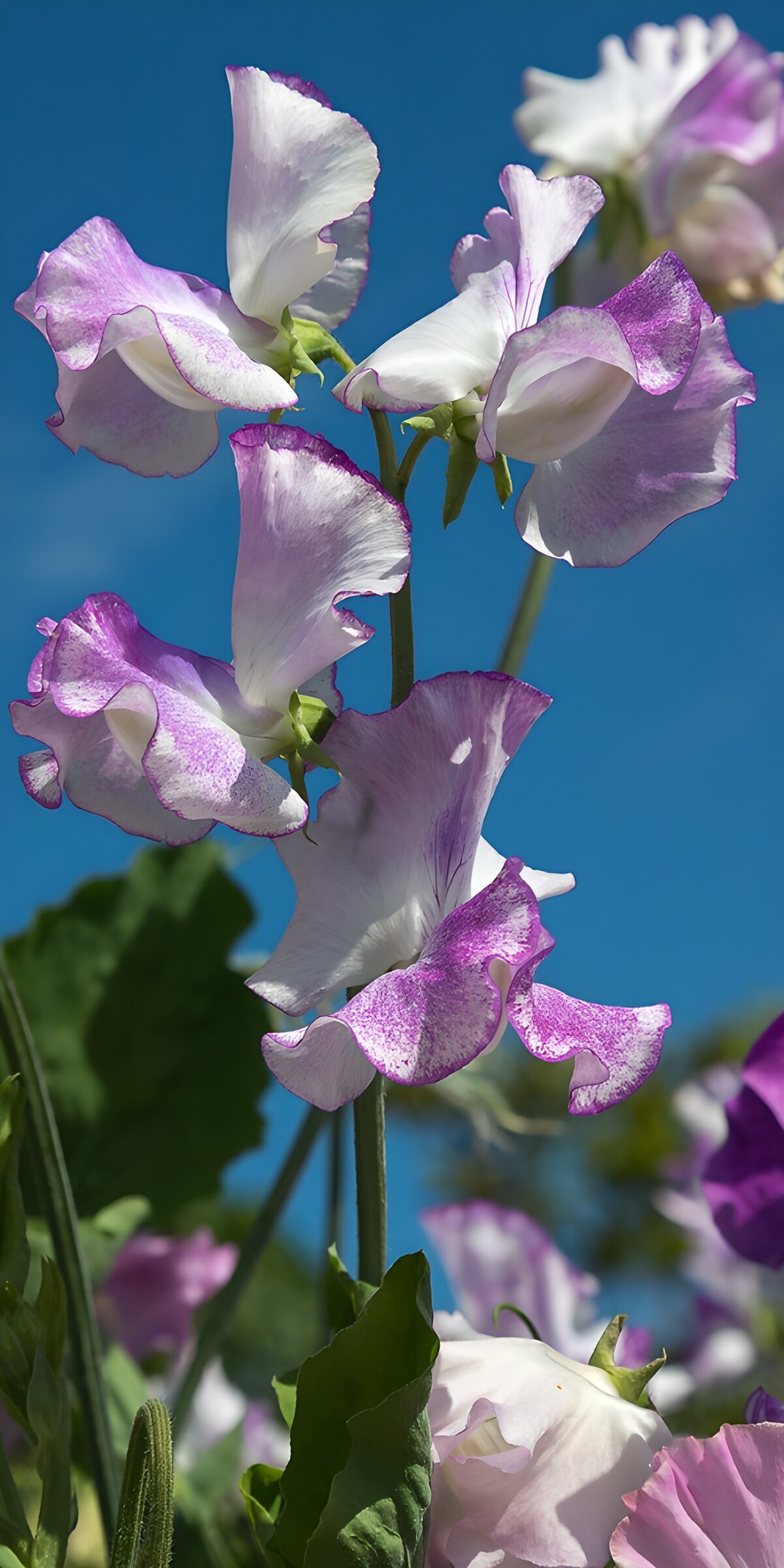 Weiß-violette Wicken im Sonnenlicht