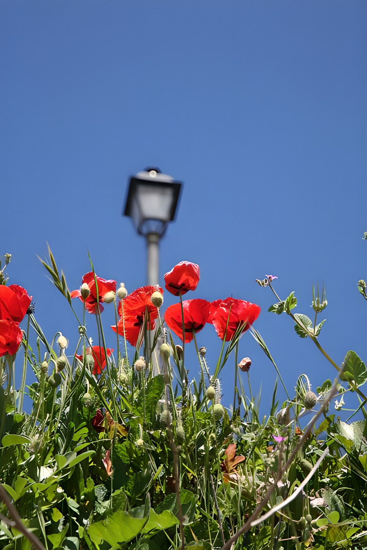 Roter Mohn unter blauem Himmel