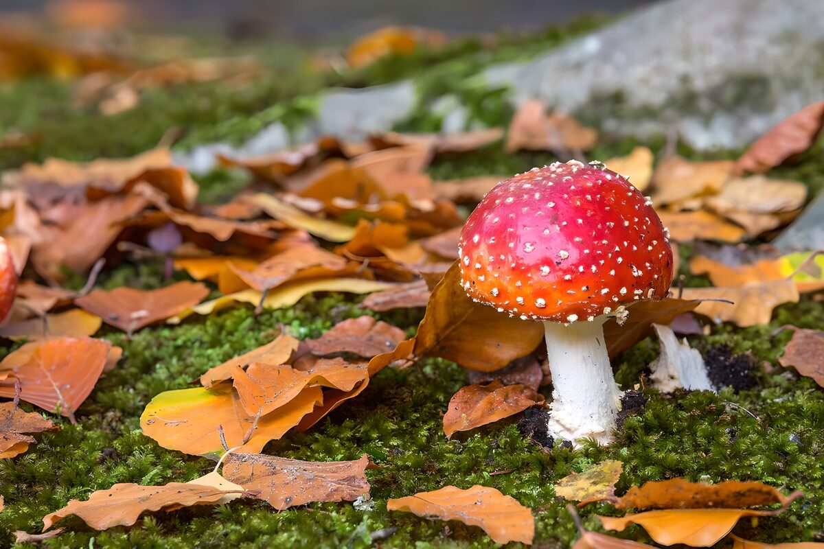 Fliegenpilz im Moos und Herbstlaub