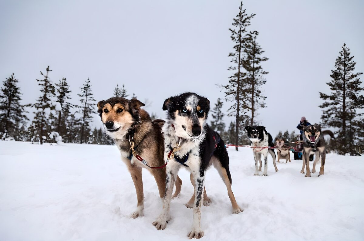 Schlittenhunde im verschneiten Wald