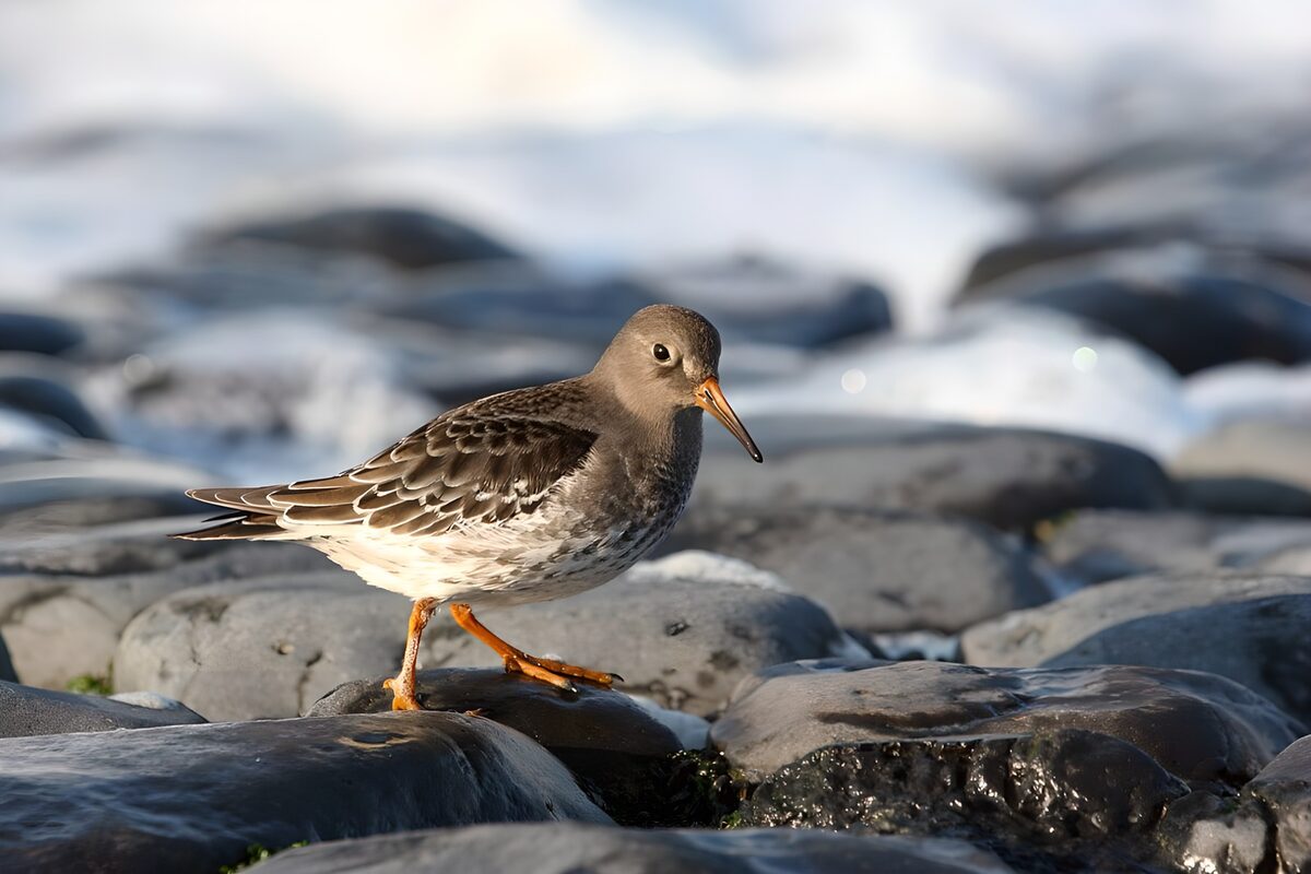 Küstenvogel auf Felsen im warmen Licht