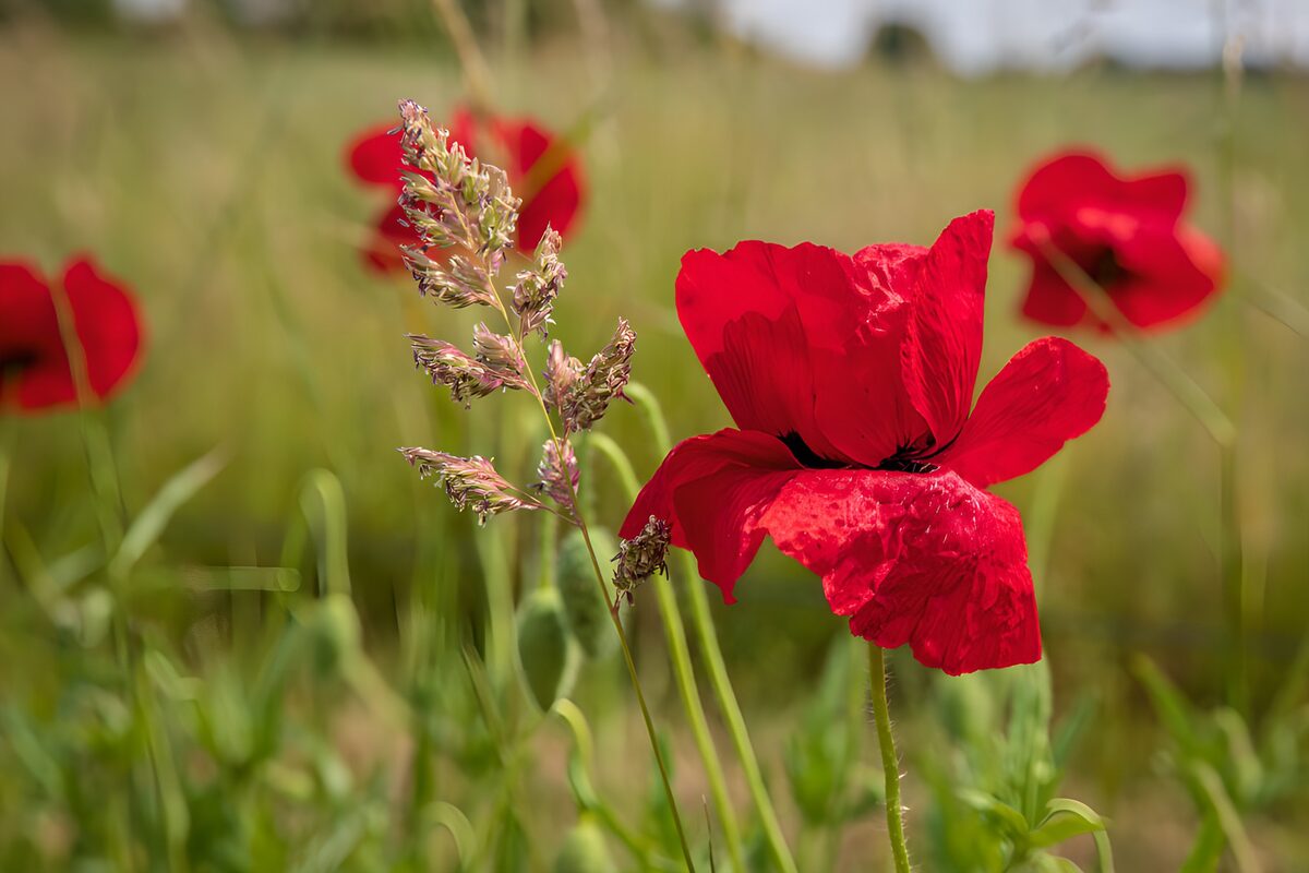 Klatschmohn im sommerlichen Wiesengras