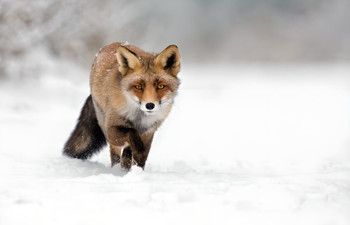 Rotfuchs unterwegs im tiefen Schnee