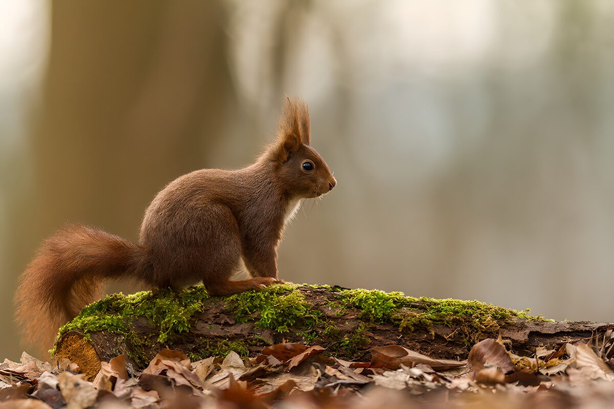 Rotes Eichhörnchen auf moosigem Baumstamm