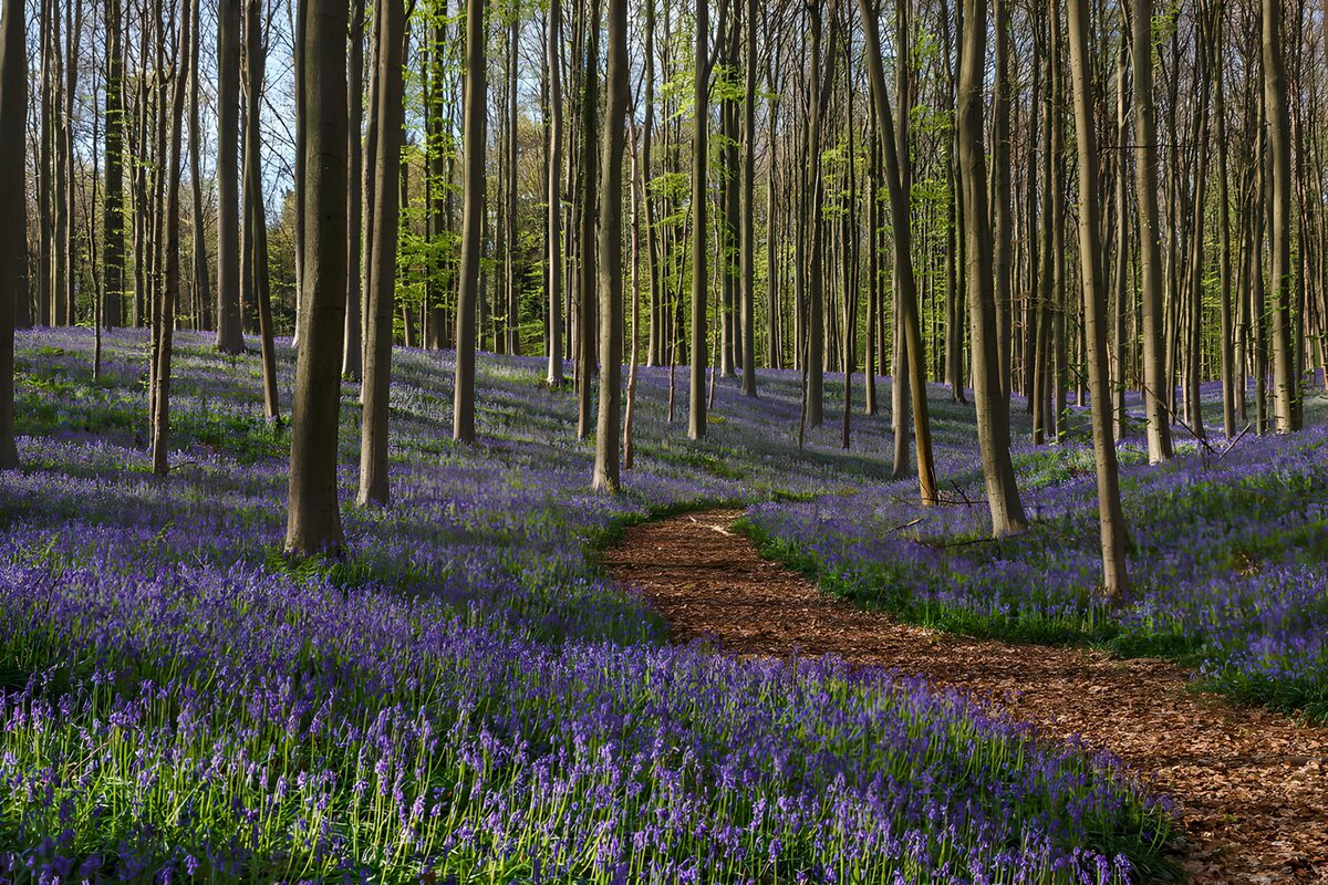 Waldpfad im blauen Blütenteppich
