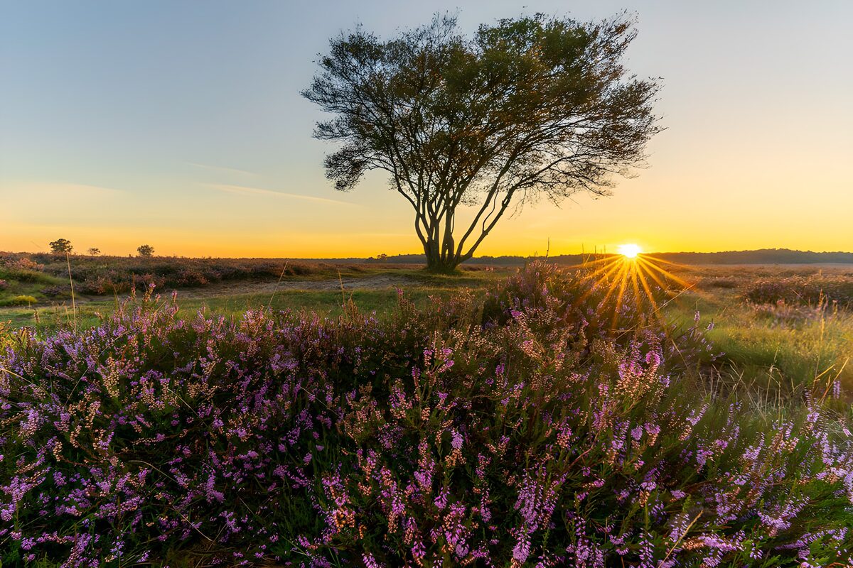 Heideblüte und Einzelbaum im goldenen Licht