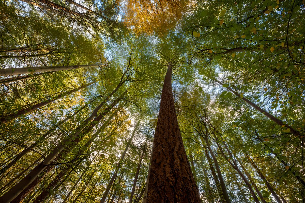 Blick hinauf ins grüngoldene Blätterdach