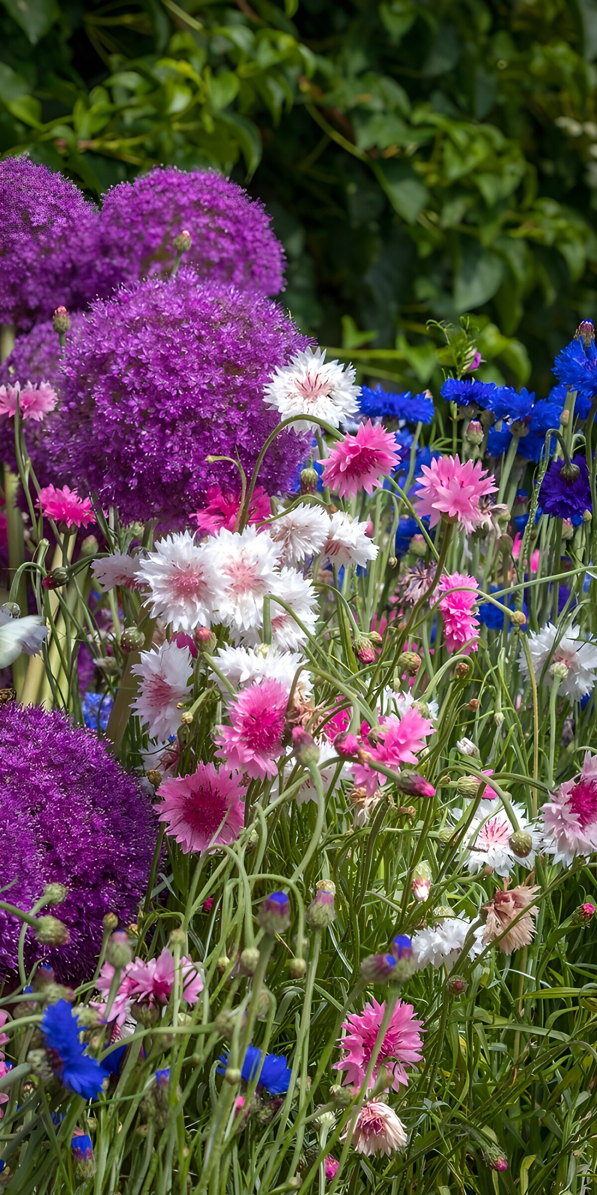 Kornblumen und violetter Zierlauch im Sommer