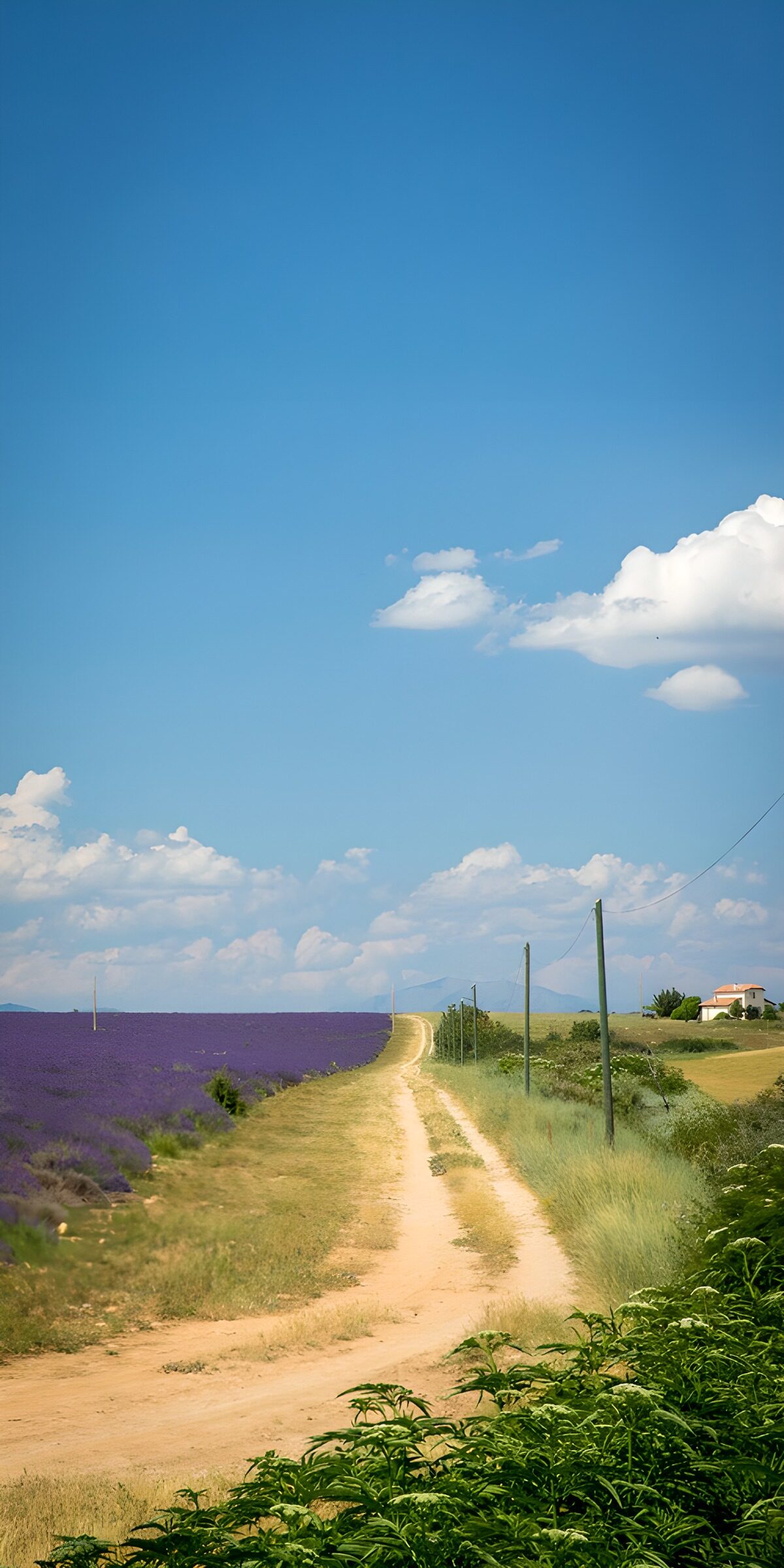 Sommerlicher Feldweg am Lavendelfeld