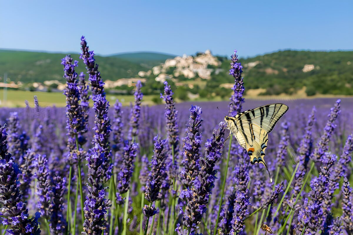 Schmetterling auf sonnigem Lavendel