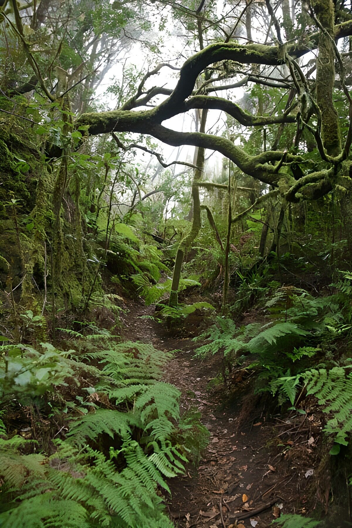 Schmaler Pfad im moosgrünen Nebelwald