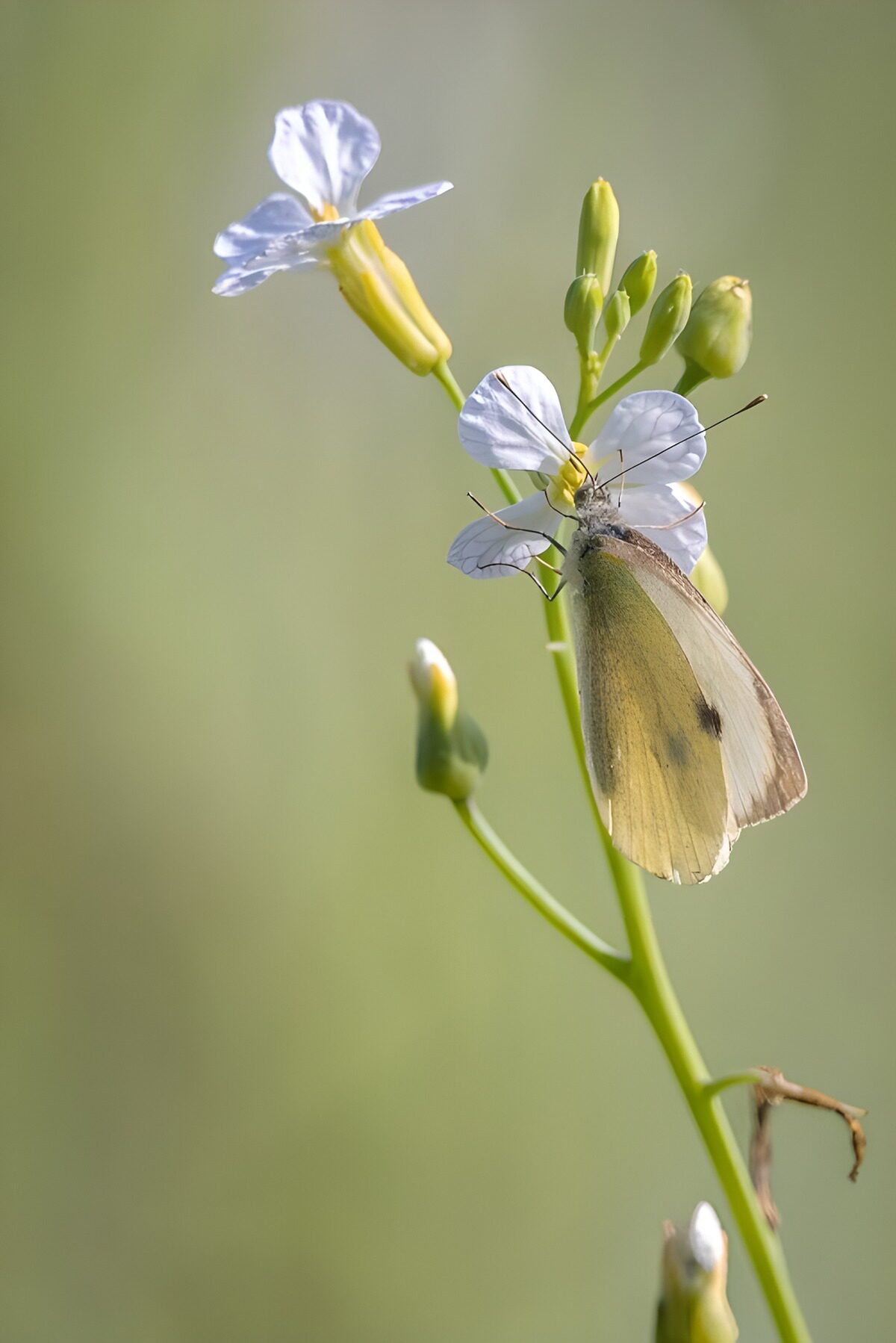 Weißer Schmetterling auf zarter Blüte
