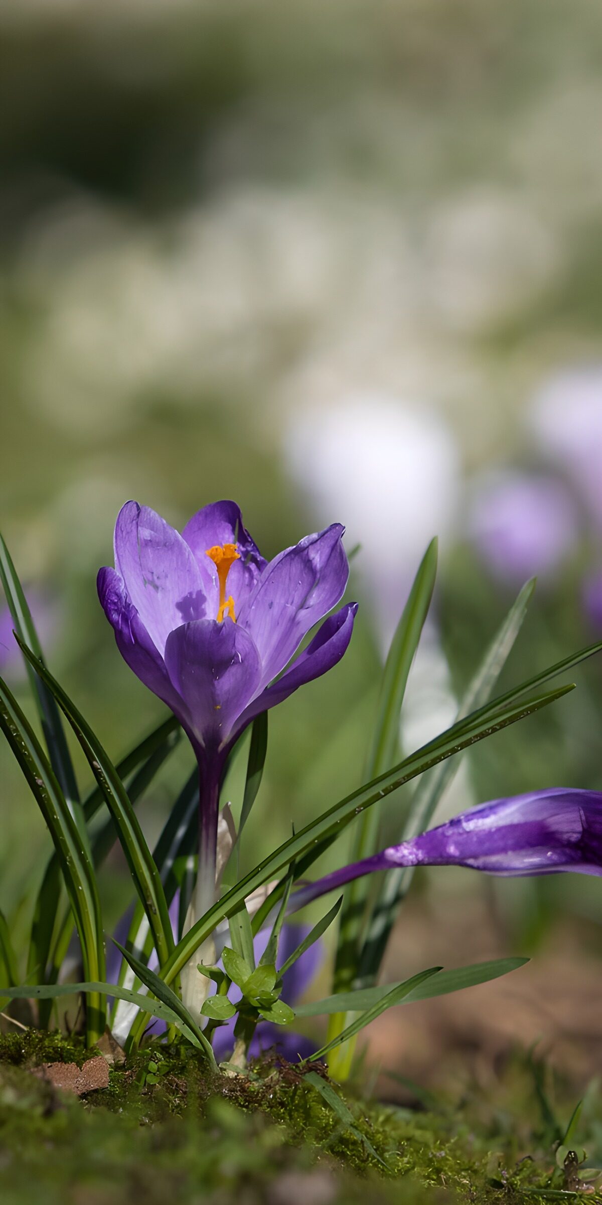 Lila Krokus im Frühlingslicht