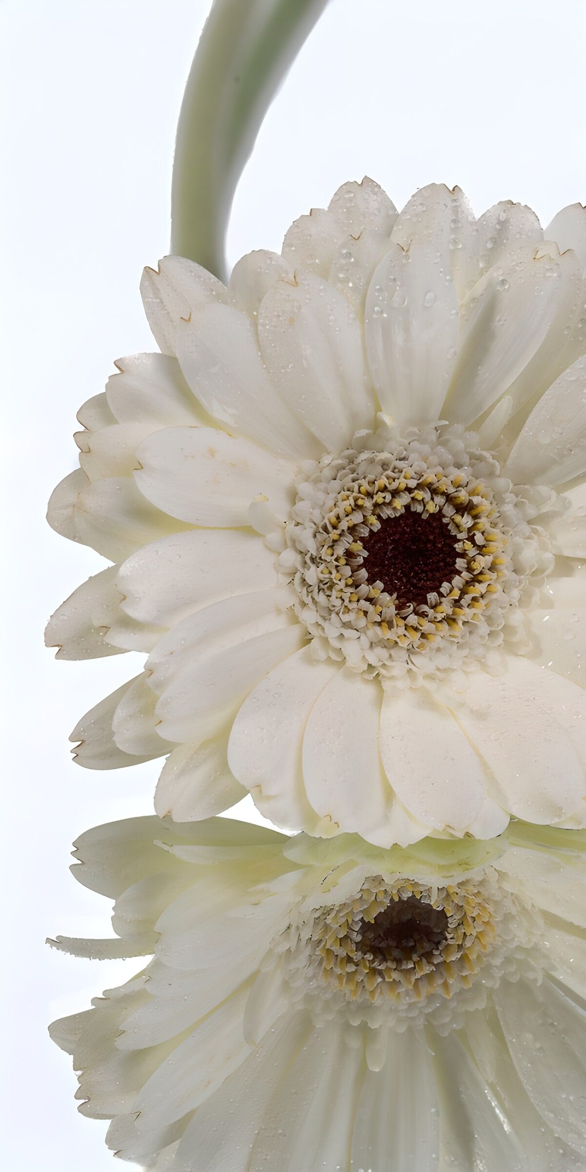 Weiße Gerbera mit Spiegelbild
