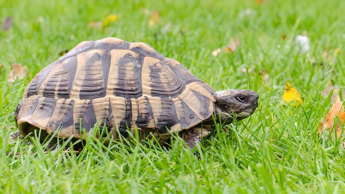 Landschildkröte im satten Grün