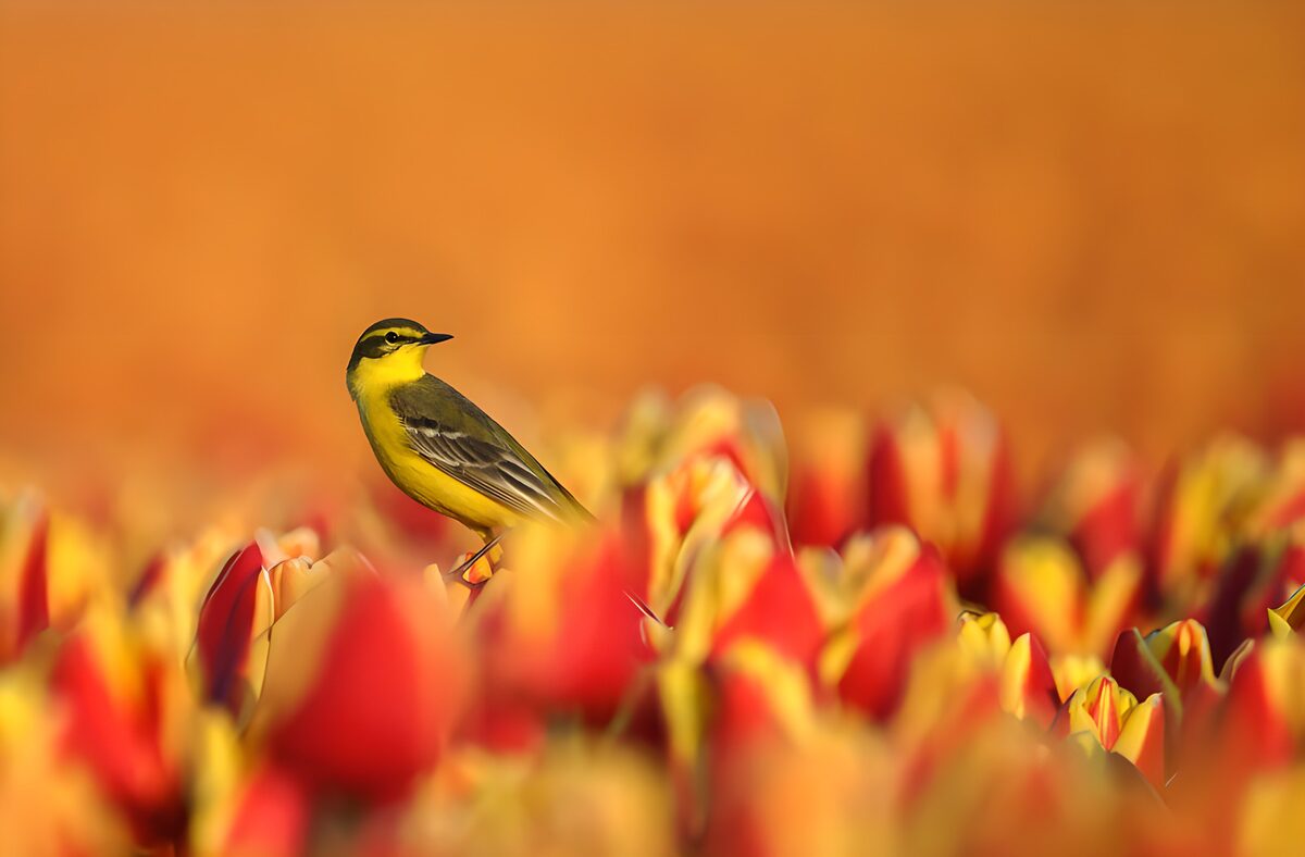Gelber Vogel zwischen rot-gelben Tulpen