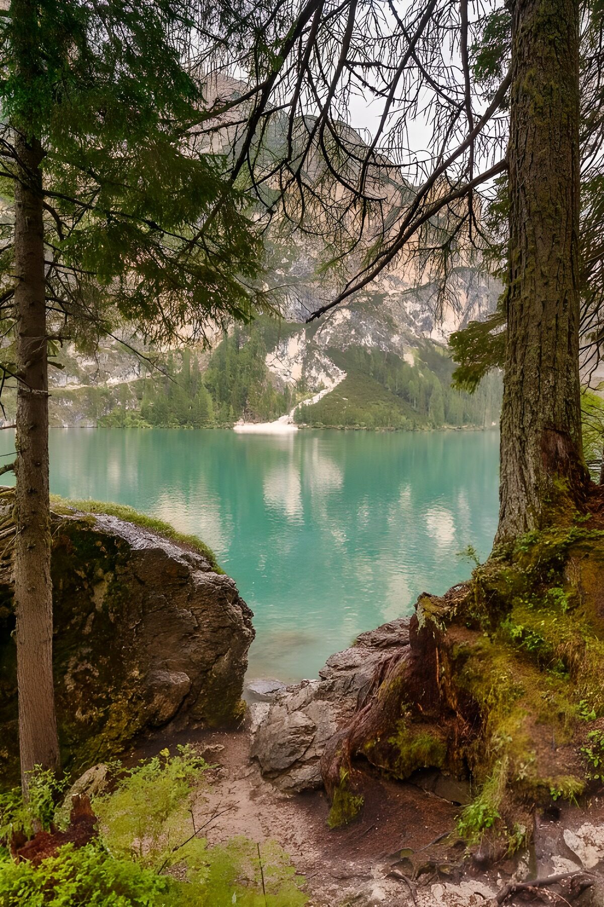 Türkiser Bergsee hinter dunklen Bäumen