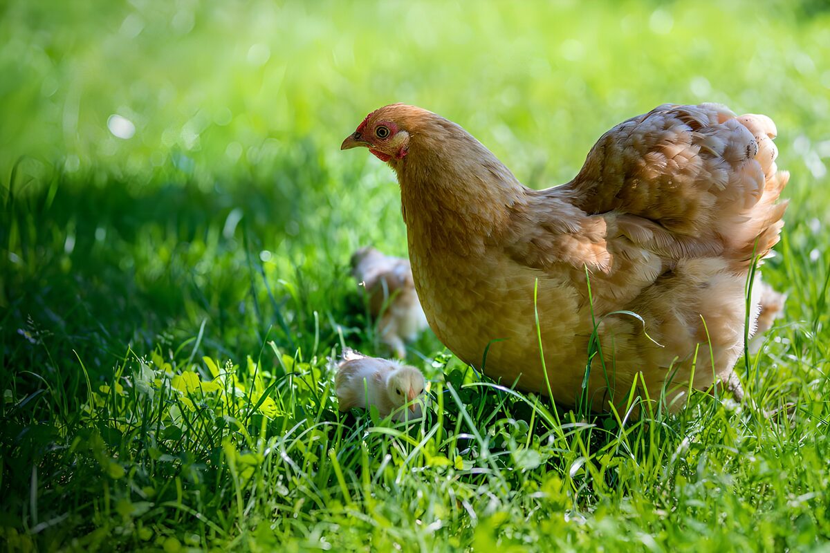 Braune Henne mit Küken im sonnigen Gras