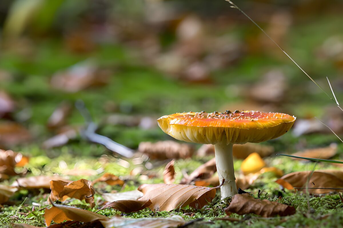Orangefarbener Pilz im stillen Moos