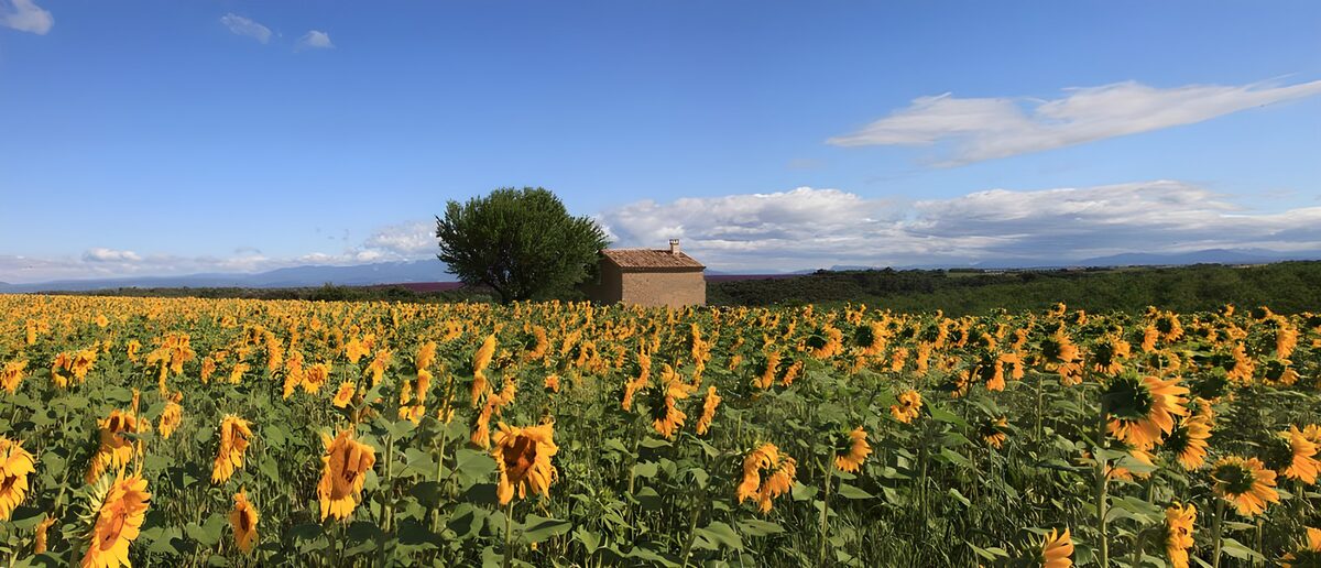 Sonnenblumenfeld mit Haus im Sommer