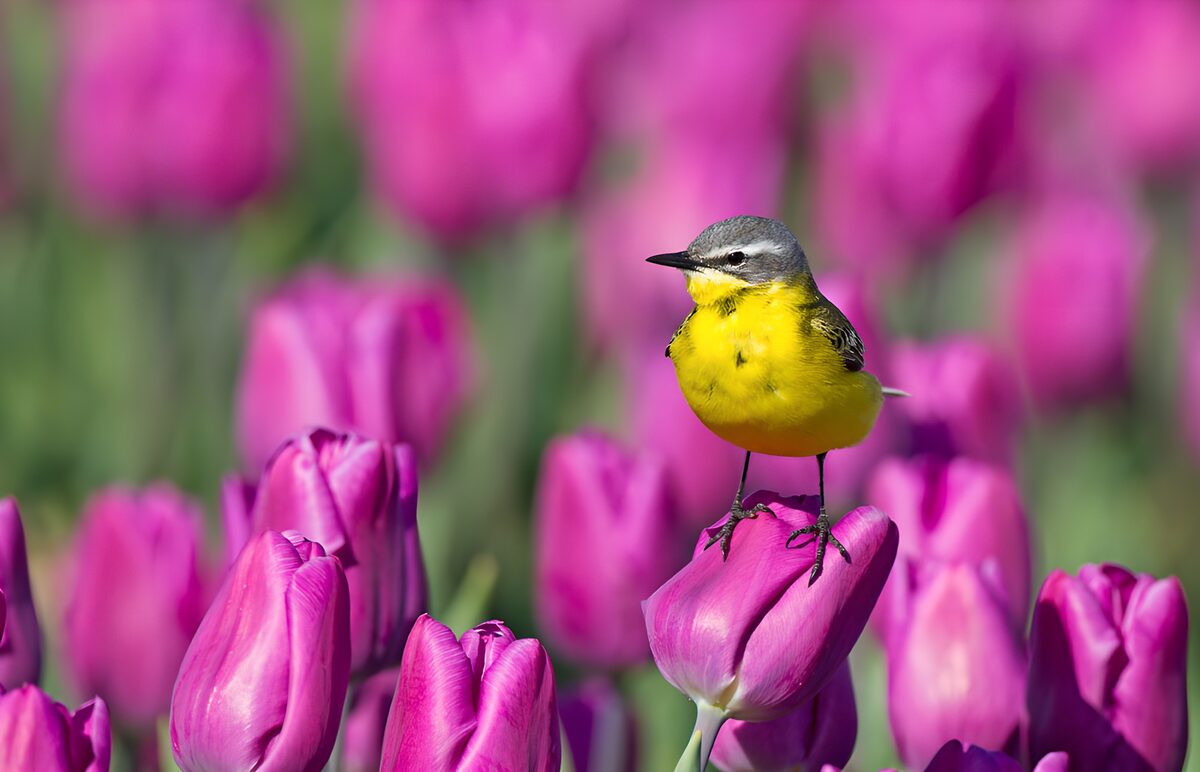 Schafstelze auf rosa Tulpe im Sonnenlicht