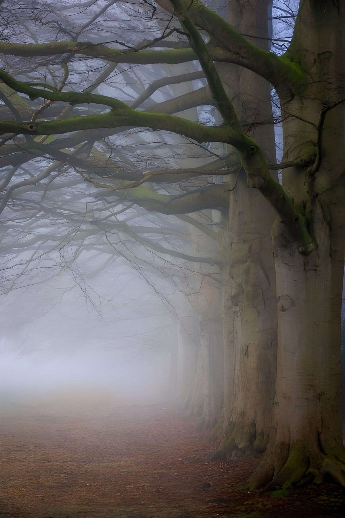 Buchenallee im dichten Nebel