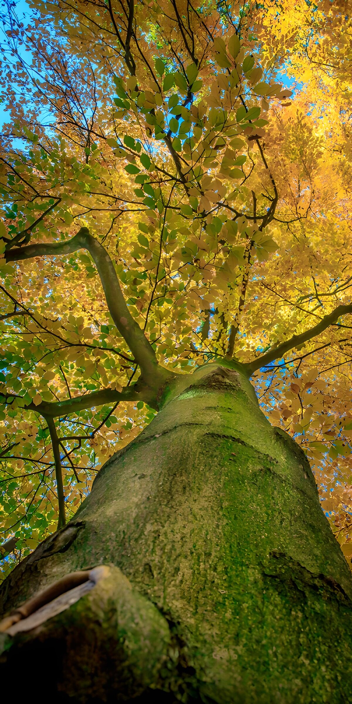 Herbstbaum von unten im Sonnenlicht
