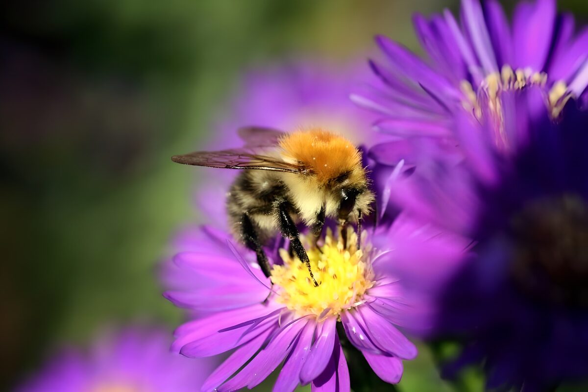 Hummel auf violetter Blüte im Sonnenlicht