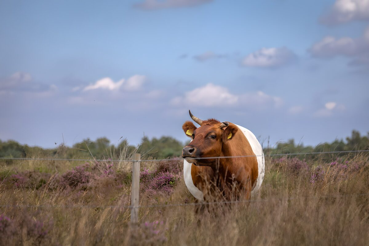 Braun-weiße Kuh in blühender Heide