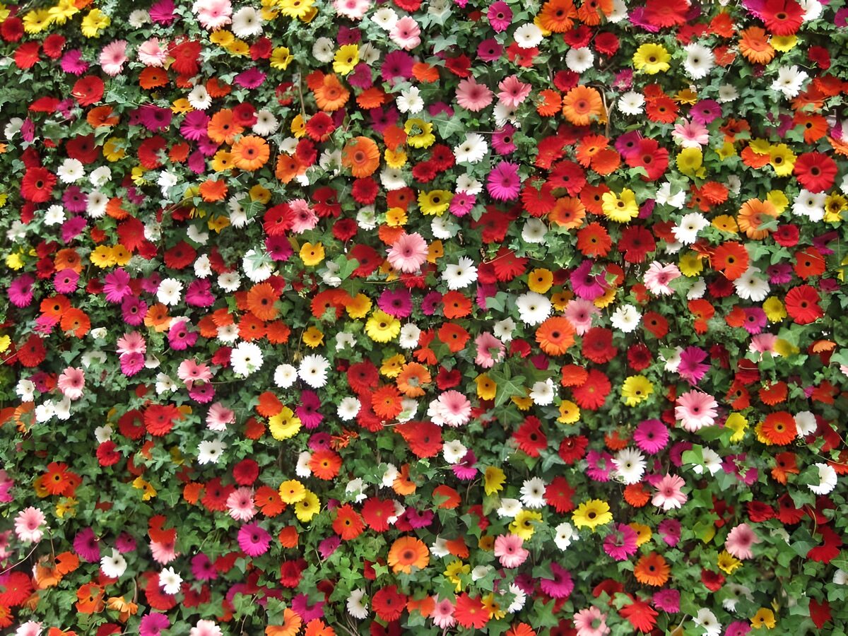 Bunte Blütenwand vor sattem Grün