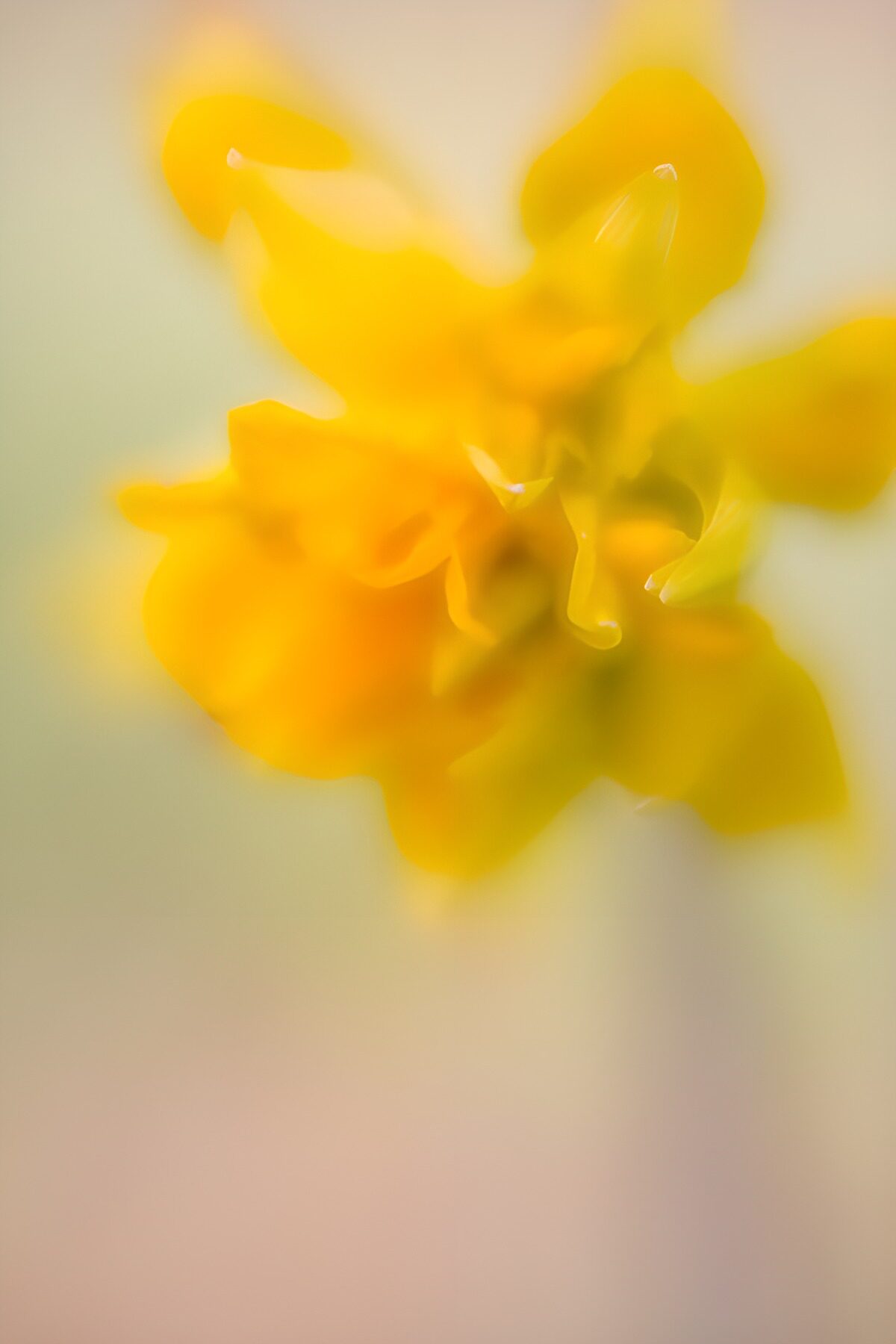 Gelbe Blüte in sanfter Unschärfe
