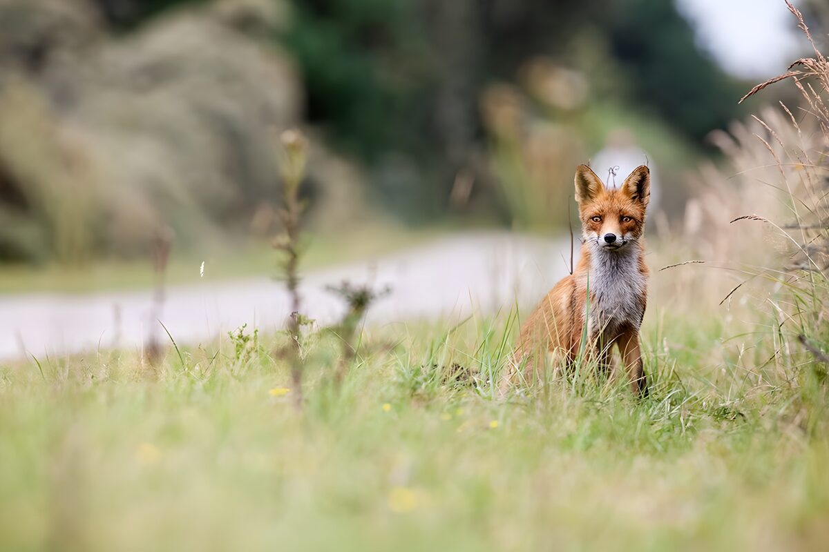 Rotfuchs im hohen Gras