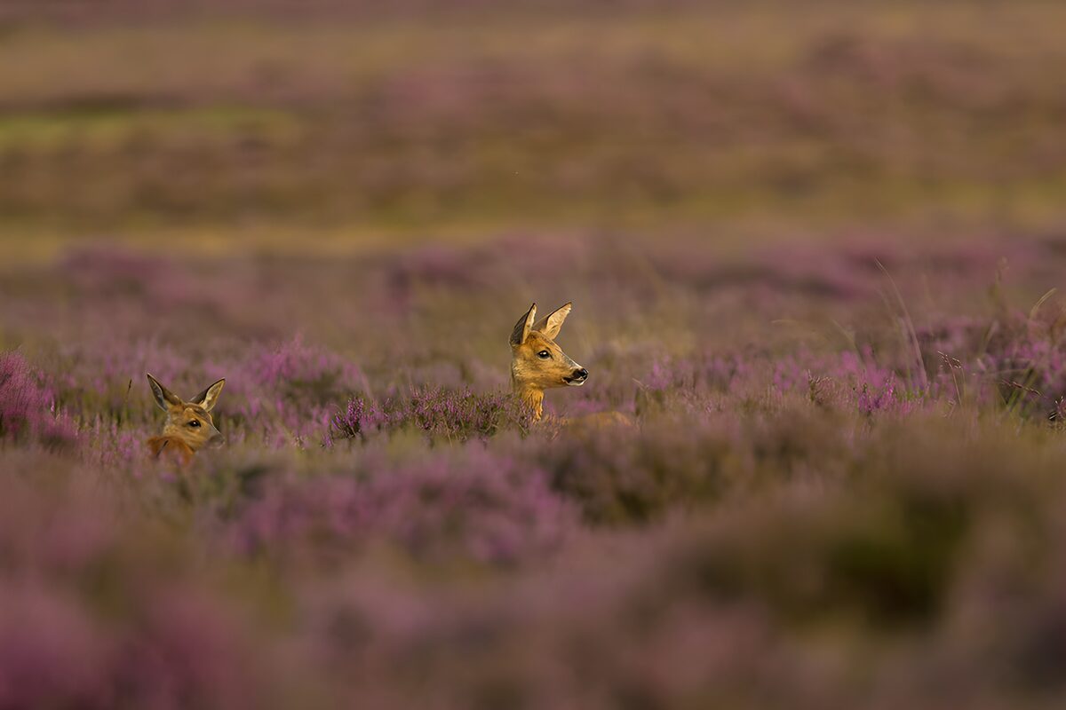 Zwei Rehe in blühender Heide