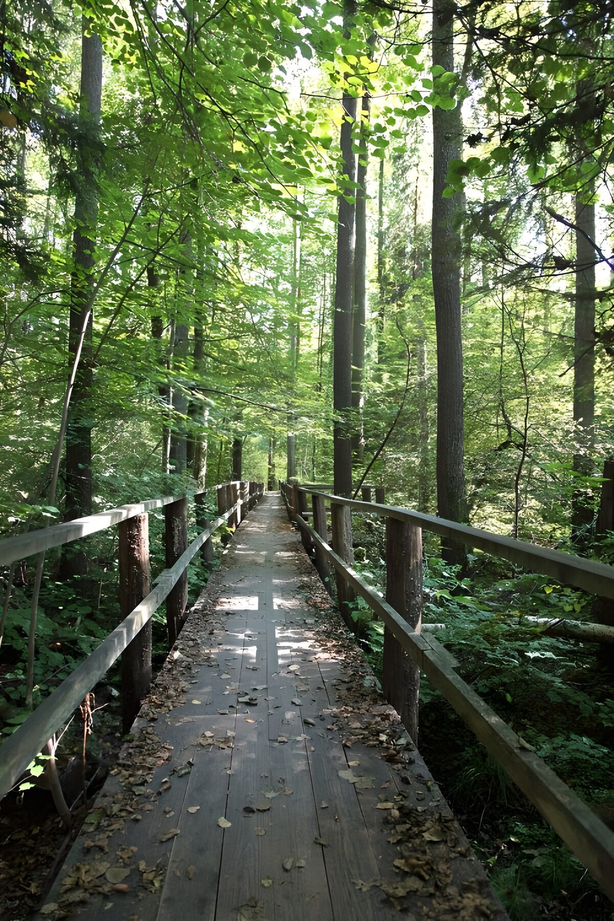 Holzsteg durch den lichtdurchfluteten Wald