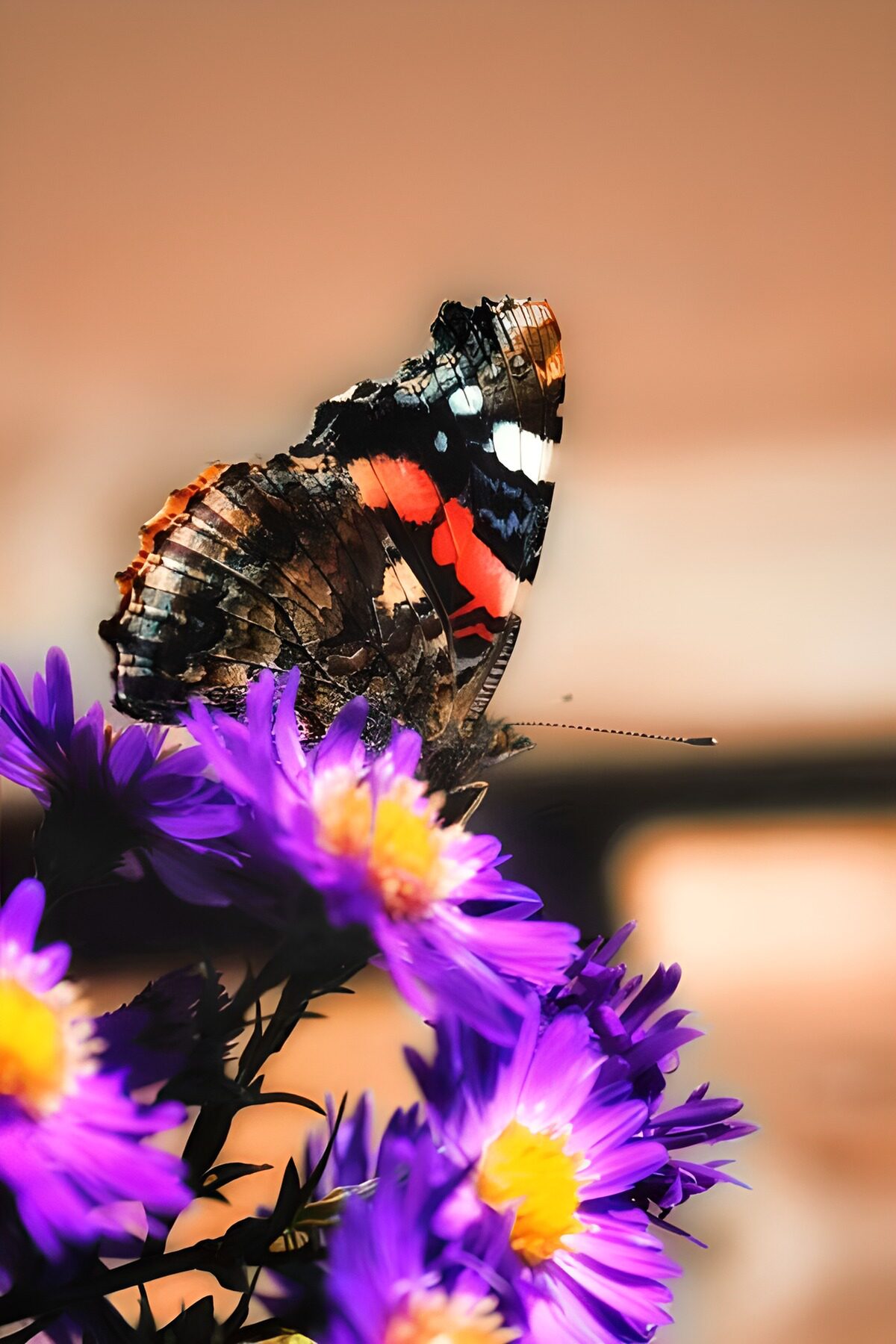 Admiral auf violetten Blüten im warmen Licht