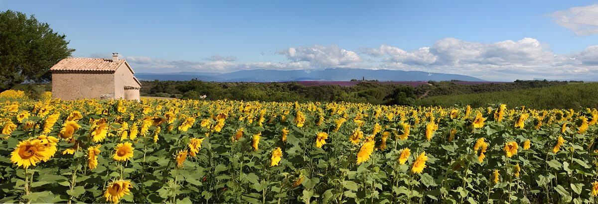 Ein Sonnenblumenmeer bis zu den Bergen