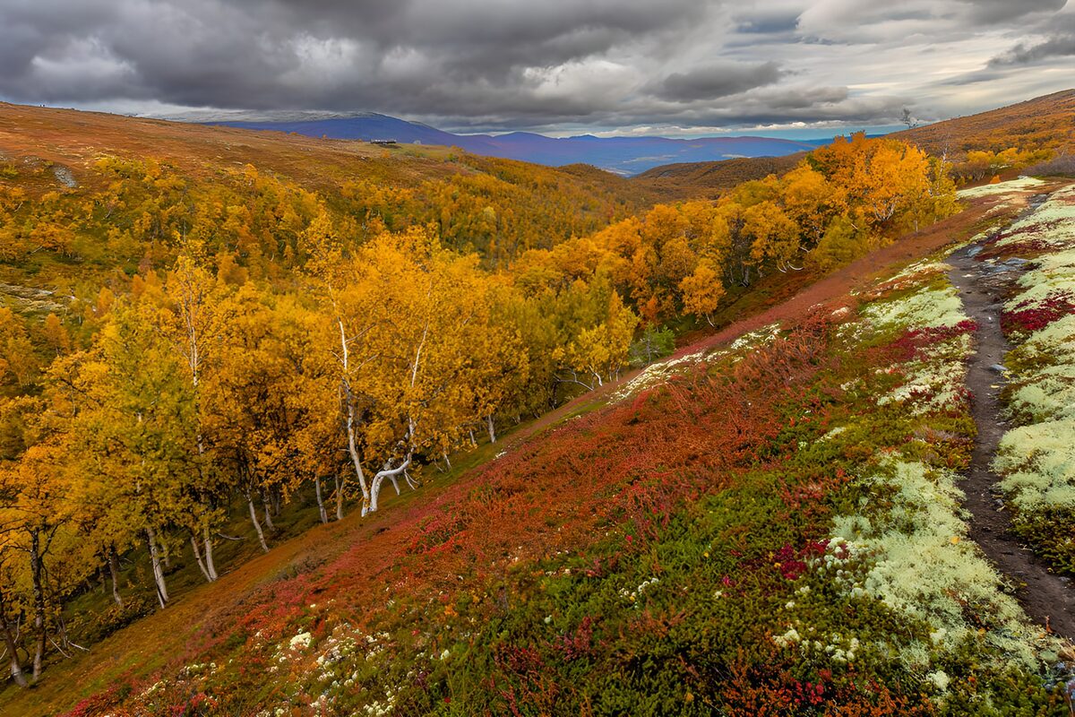 Goldgelbes Herbsttal unter grauen Wolken