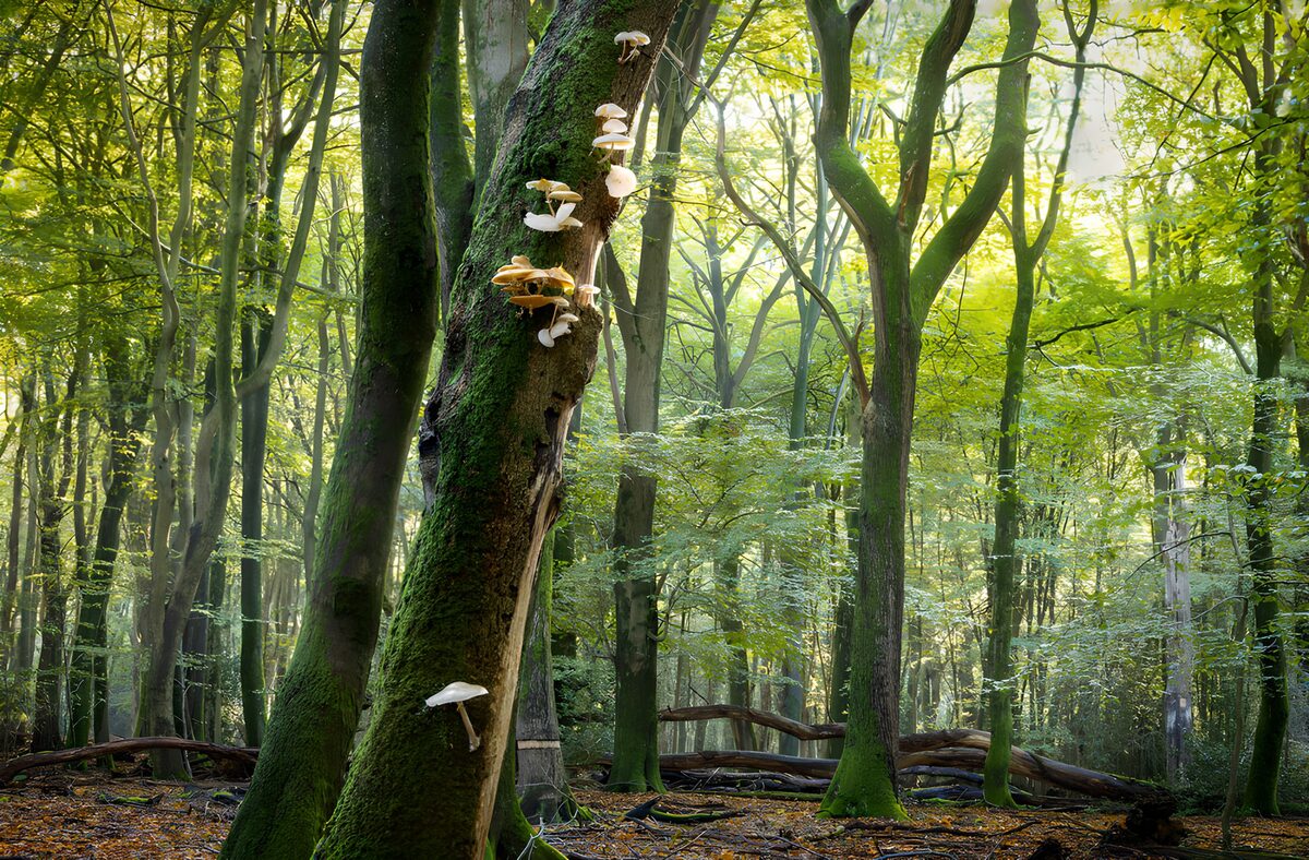 Pilze am moosigen Stamm im Sonnenlicht