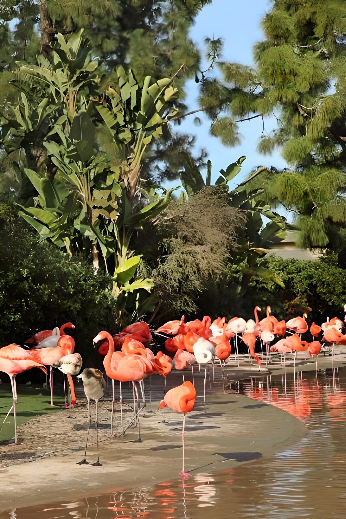Flamingos am sonnigen Teichufer