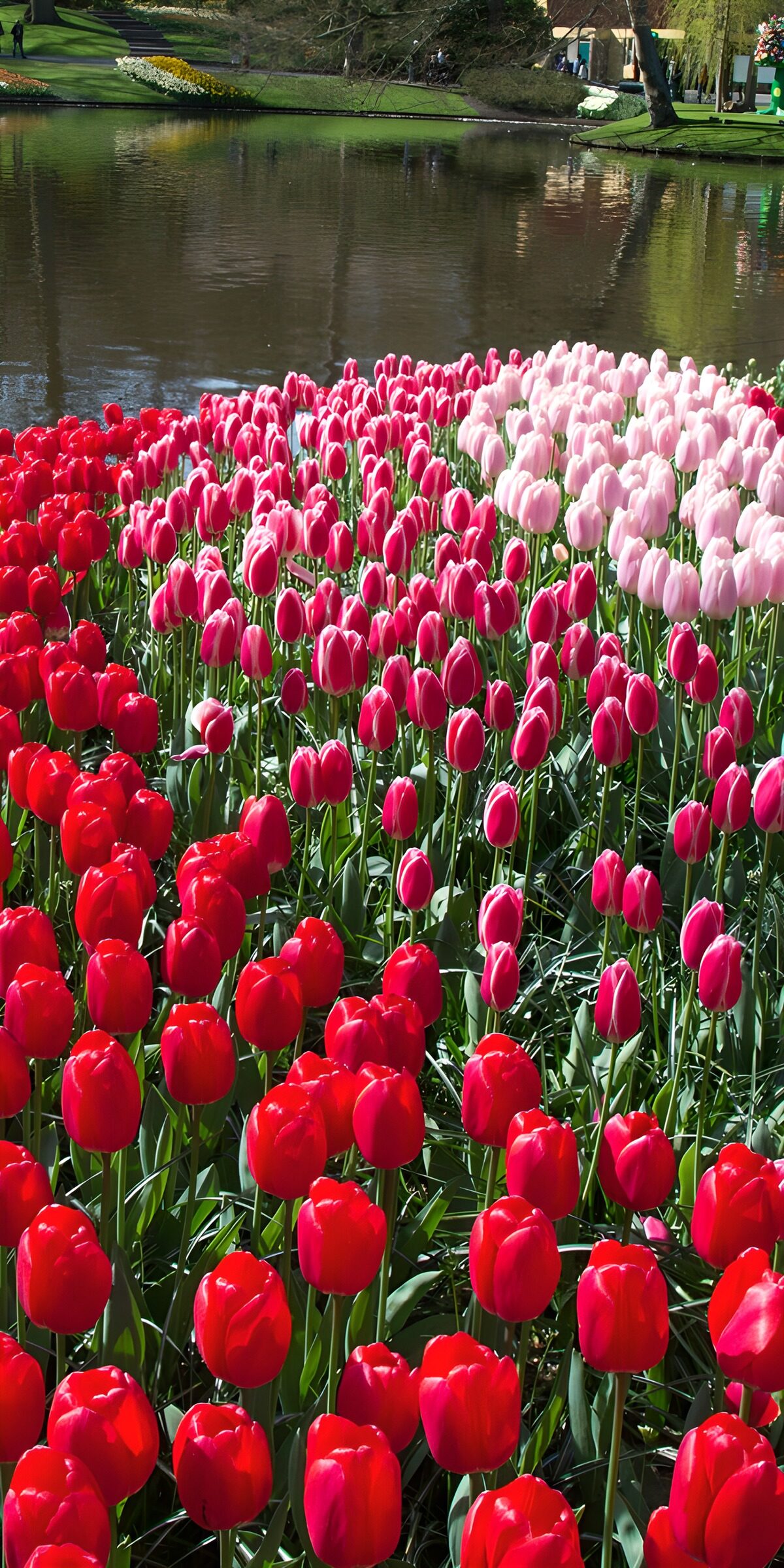 Rote und rosa Tulpen am Teich