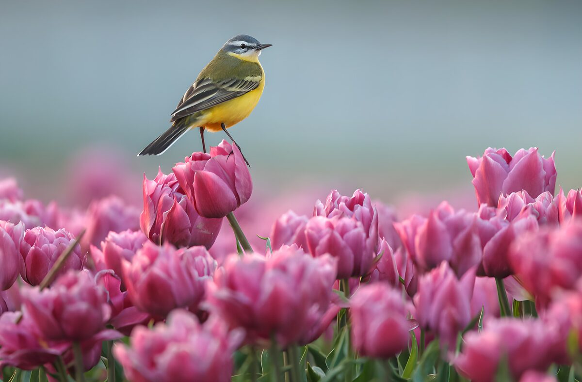 Schafstelze im rosa Frühlingsmeer