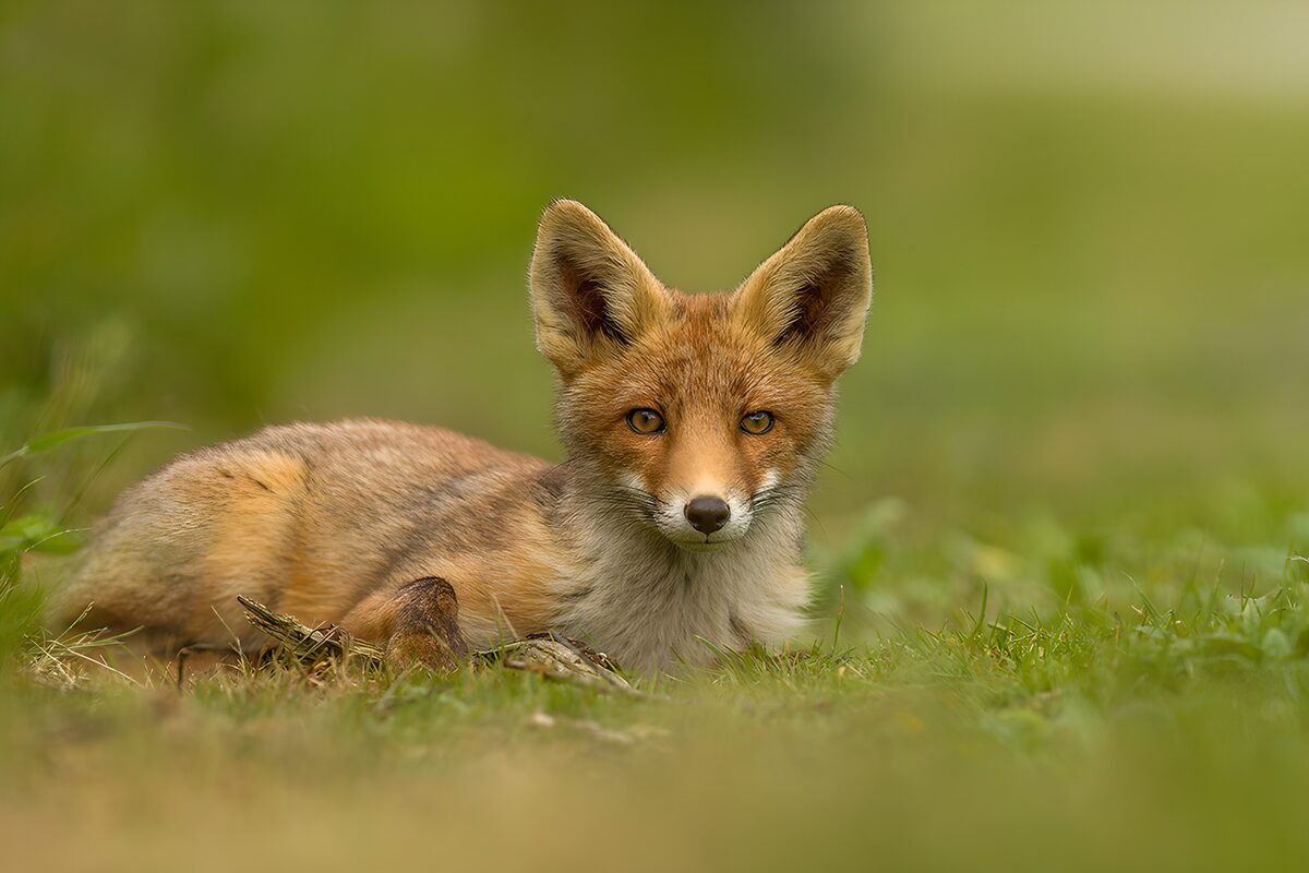 Junger Rotfuchs ruht wachsam im Gras