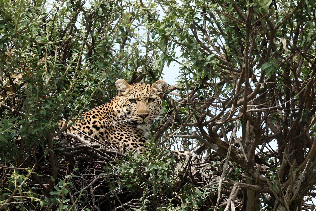 Leopard im Geäst, still und wachsam