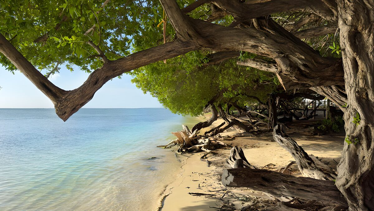 Sandstrand im Schatten großer Bäume