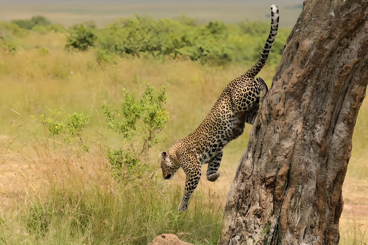 Leopard springt kopfüber vom Baum