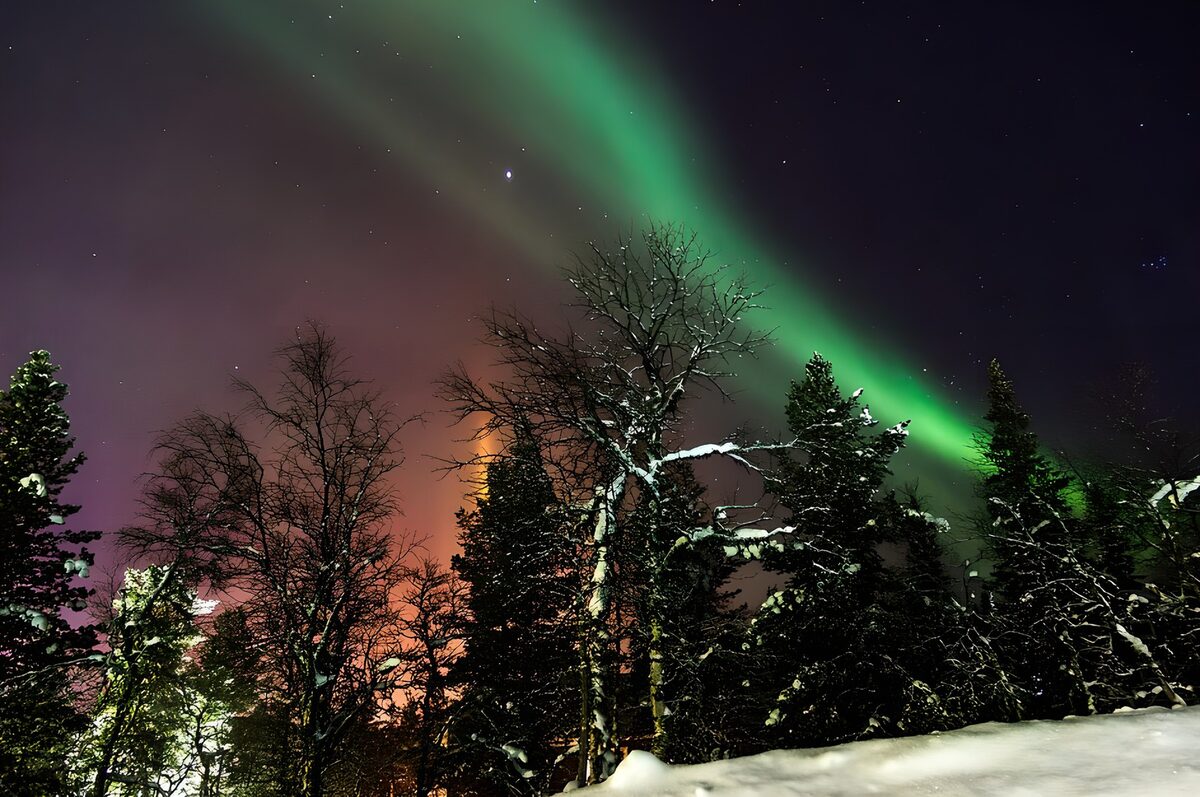 Grünes Polarlicht über verschneitem Wald
