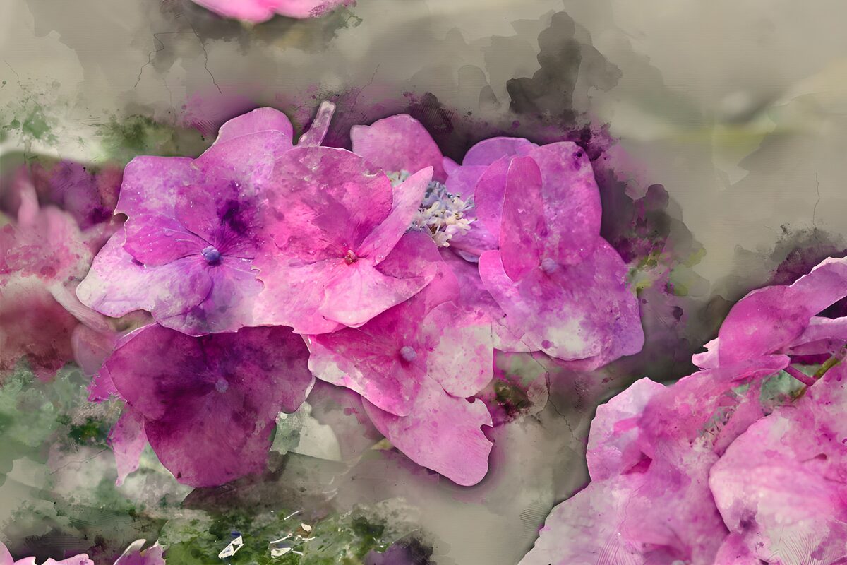 Rosa Hortensien in zartem Aquarell