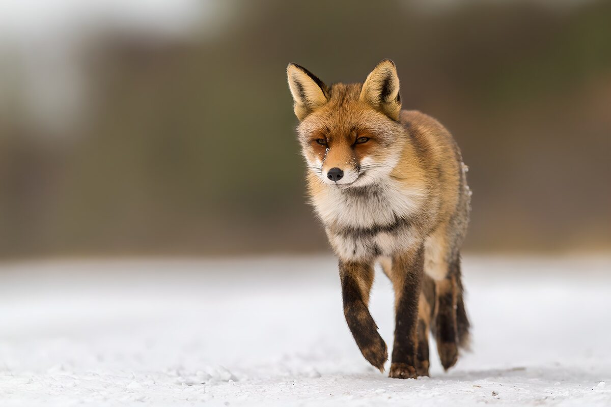 Rotfuchs auf dem Weg durch den Schnee